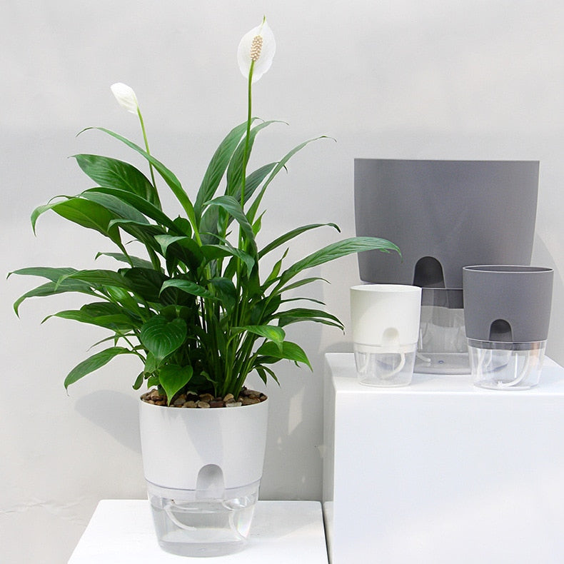Transparent Self Watering Flowerpot